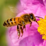 Las abejas son esenciales para las personas y el planeta