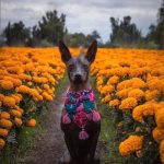 Xoloitzcuintle:El Perro Sagrado de México